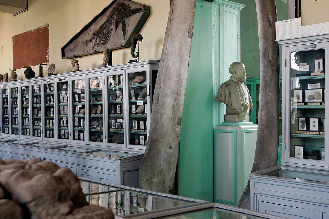 Bust Of G. Pennetier, Paleontology Hall, Museum Of Natural History In Rouen, Seine-Maritime (76), France