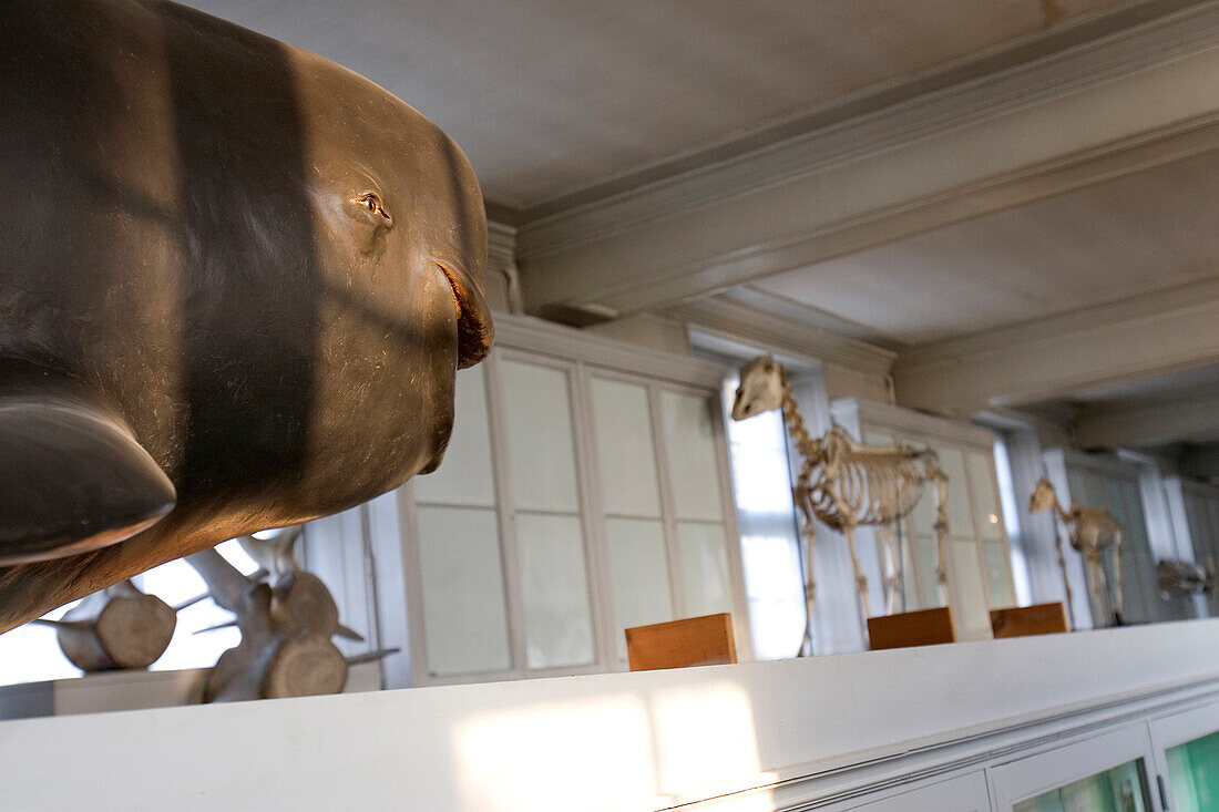 Gobicephala Or Short-Finned Pilot Whale (Dolphin Family), Hall Of Mammals, Museum Of Natural History In Rouen, Seine-Maritime (76), France