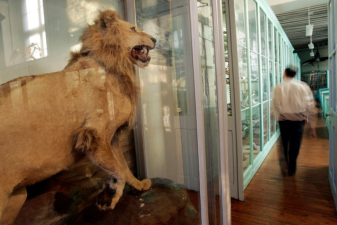 Lion, Hall Of Mammals, Museum Of Natural History In Rouen, Seine-Maritime (76), France