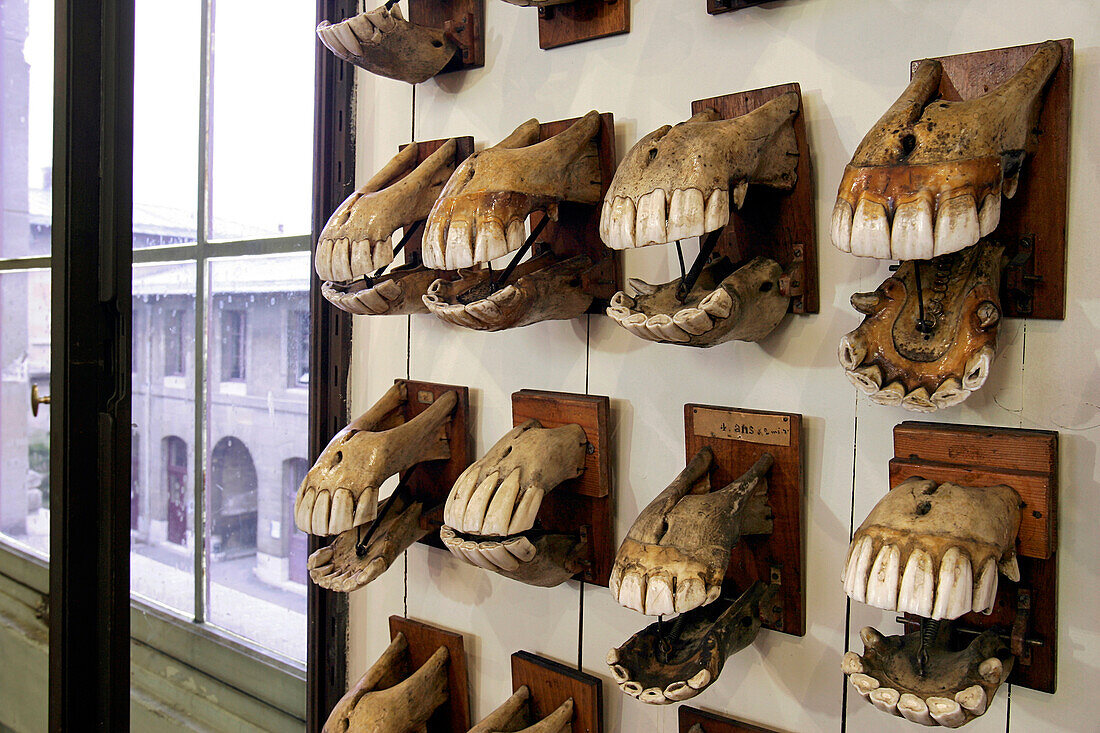 Horse'S Jaws, Fragonard Museum, National Veterinary School Of Alfort, Maisons-Alfort, Val-De-Marne (94), France
