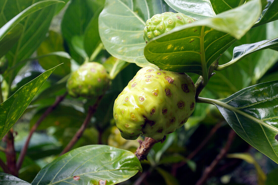 Noni On The Tree, Traditional Fruit Of The Marquesas Islands, French Polynesia