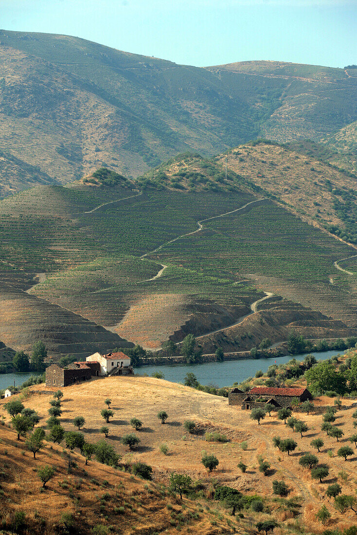 Douro Valley, Vineyards Of The Wines Of Porto