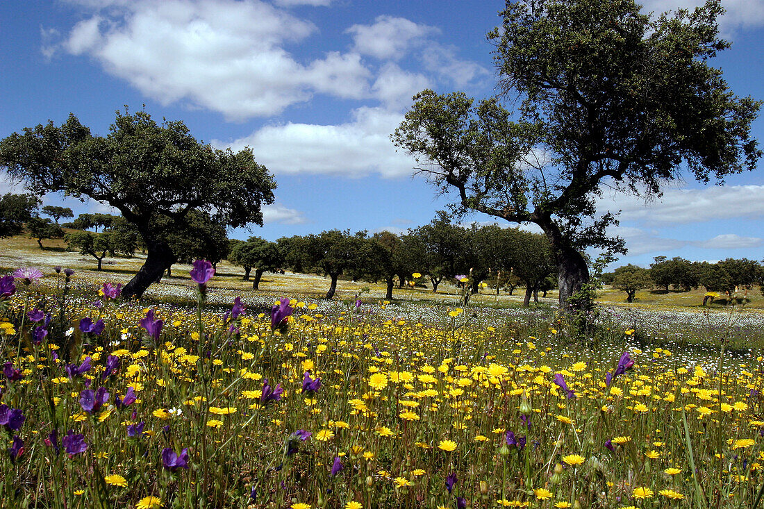 Prairies Of Flowers On The Route To Moura, Alentejo, Portugal