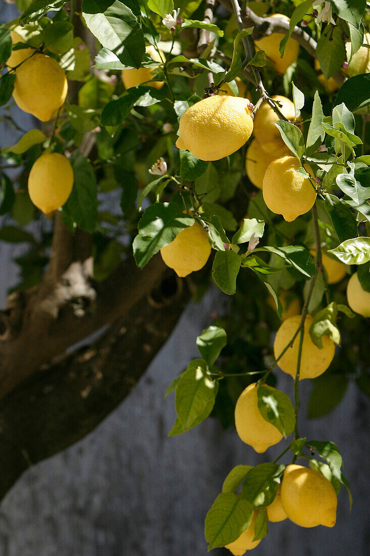 Lemon Tree And Lemons, Evora, Alentejo, Portugal