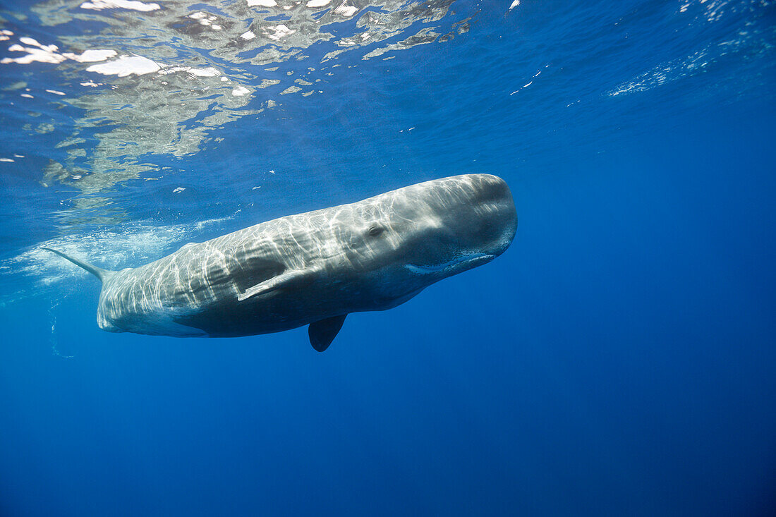 Sperm Whale, Physeter macrocephalus, Port Elizabeth, Indian Ocean, South Africa