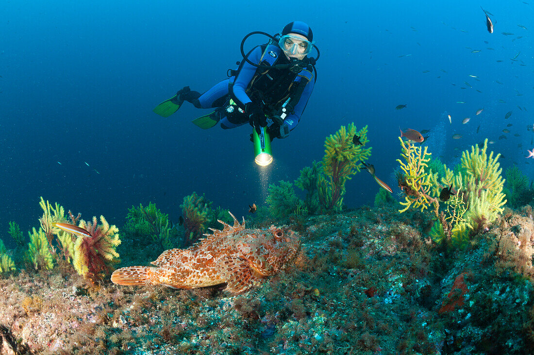 Diver and Great Rockfish, Scorpaena scrofa, Tamariu, Costa Brava, Mediterranean Sea, Spain