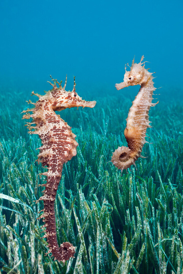 Mittelmeer-Seepferdchen, Hippocampus ramulosus, Tamariu, Costa Brava, Mittelmeer, Spanien