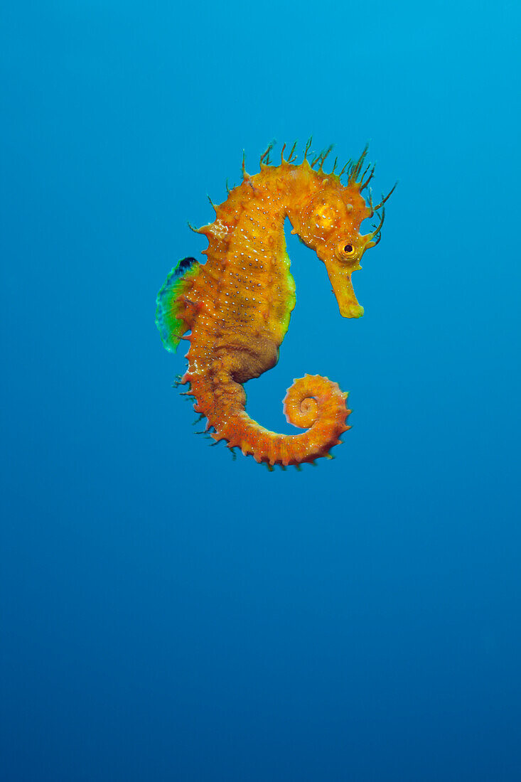 Yellow Longsnouted Seahorse, Hippocampus ramulosus, Tamariu, Costa Brava, Mediterranean Sea, Spain