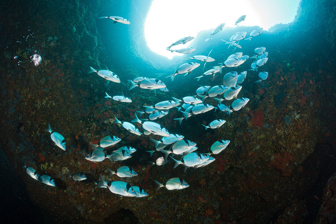 Zweibinden-Brassen in Hoehle, Diplodus vulgaris, Dofi Sud, Medes Inseln, Costa Brava, Mittelmeer, Spanien