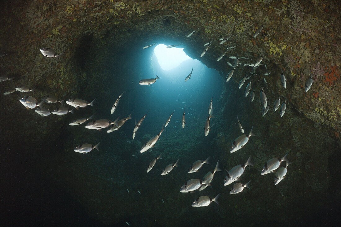 Two-banded Breams inside Cave, Diplodus vulgaris, Dofi South, Medes Islands, Costa Brava, Mediterranean Sea, Spain