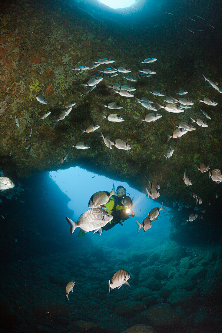 Scuba Diver and Breams in Cave, Diplodus vulgaris, Dofi North, Medes Islands, Costa Brava, Mediterranean Sea, Spain