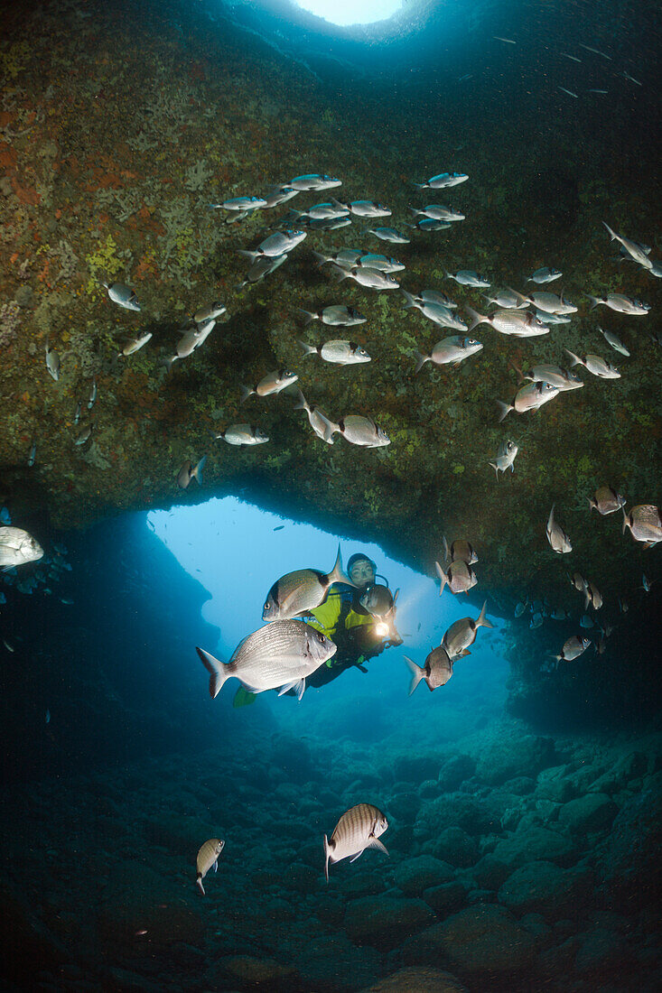 Taucher und Meerbrassen in Hoehle, Diplodus vulgaris, Dofi Nord, Medes Inseln, Costa Brava, Mittelmeer, Spanien