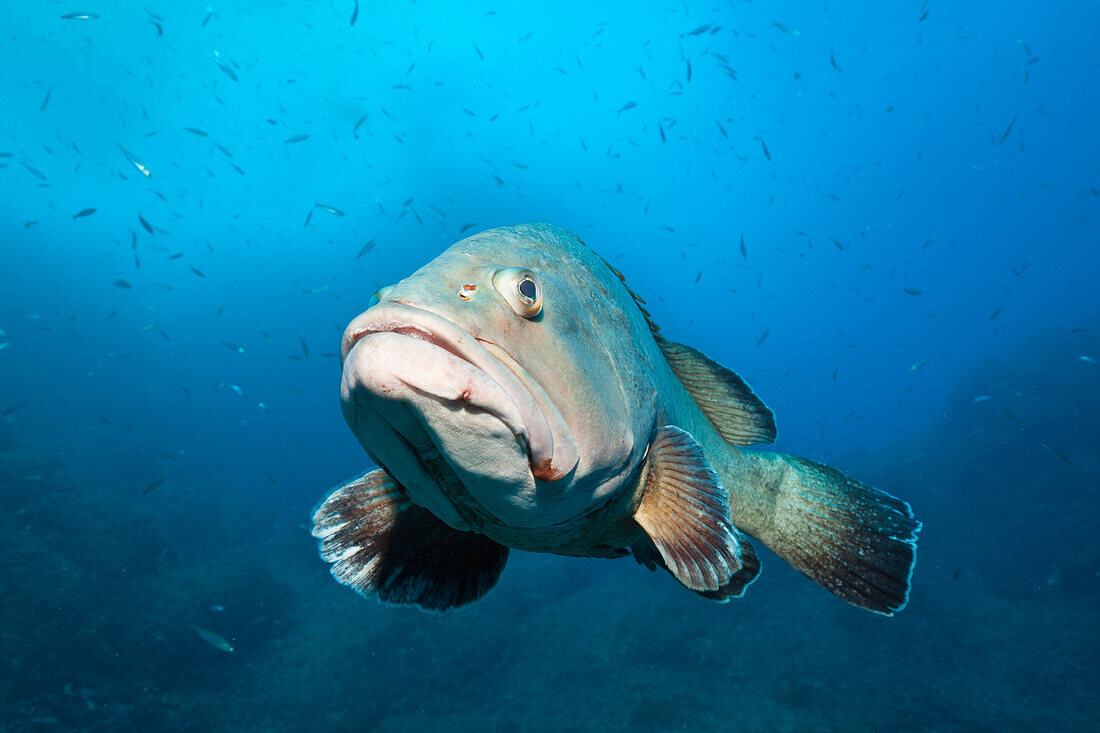 Brauner Zackenbarsch, Epinephelus marginatus, Carall Bernat, Medes Inseln, Costa Brava, Mittelmeer, Spanien