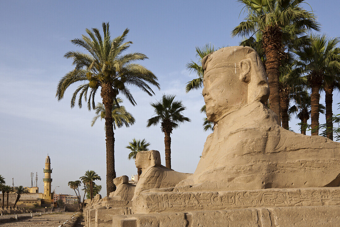Alley of Sphinxes at Luxor Temple, Luxor, Egypt