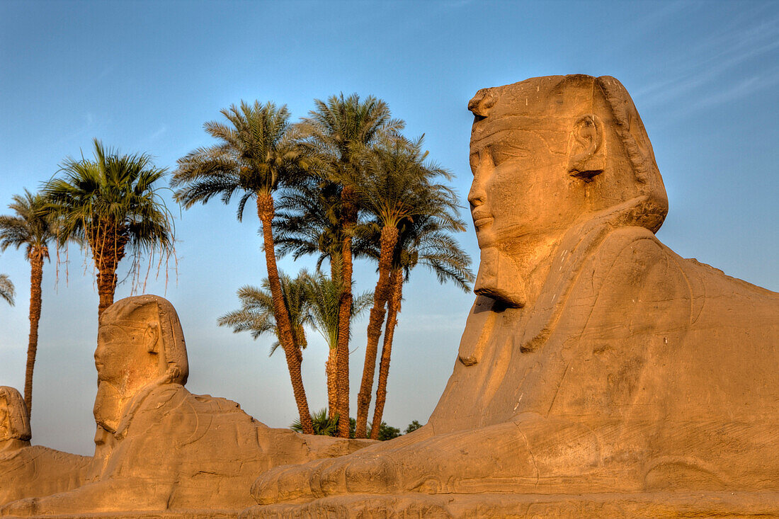 Sphinx vor Luxor-Tempel, Luxor, Ägypten