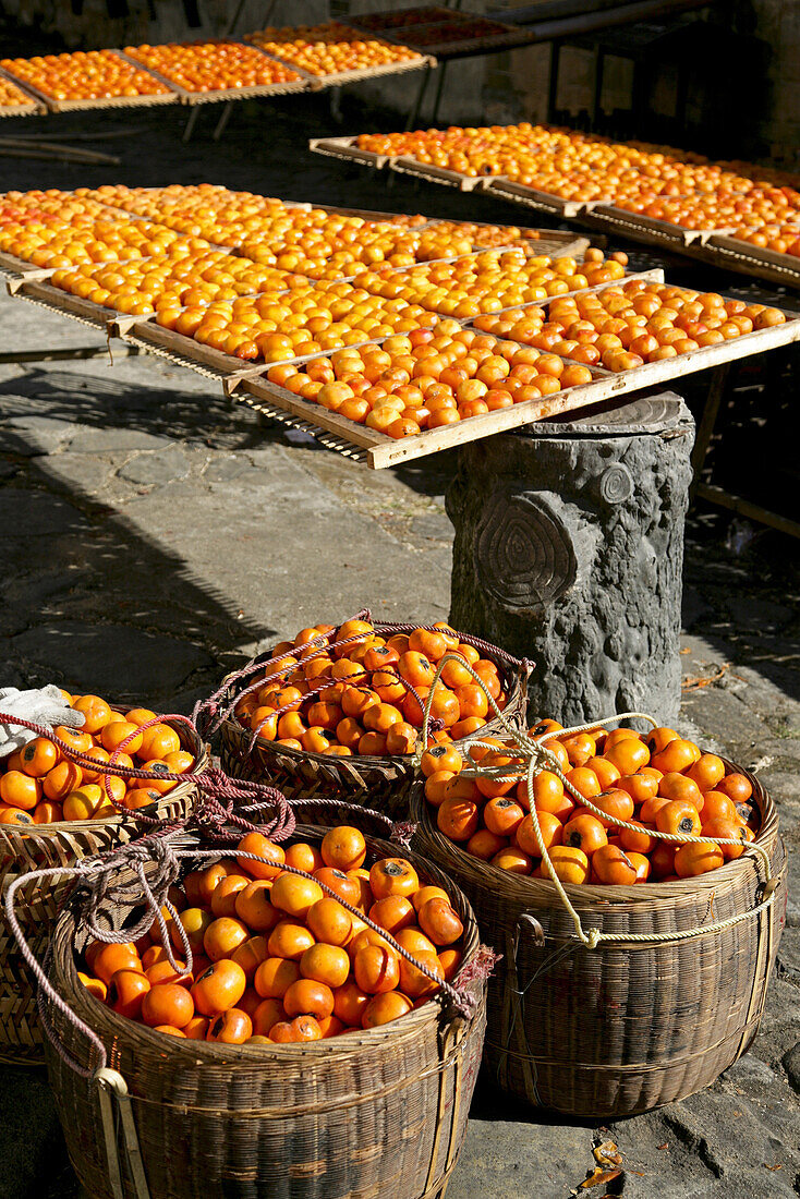 Sharon Früchte liegen in der Sonne zum Trocknen, Dorf Hongkeng der Hakka, Hongkeng, Longyan, Fujian, China, Asien
