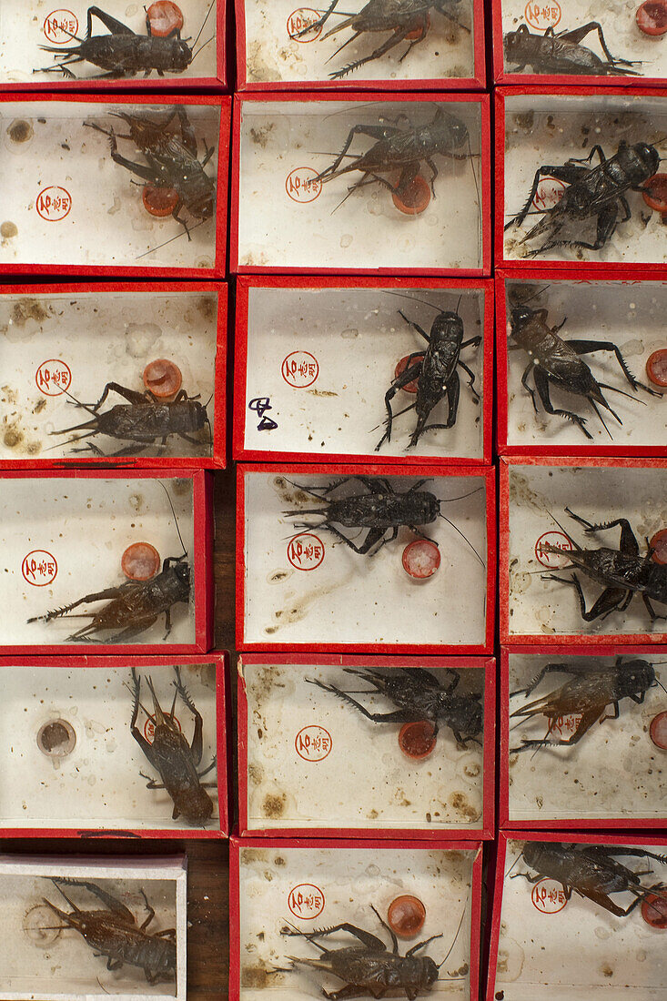 Display case with crickets at the market, Shanghai, China, Asia