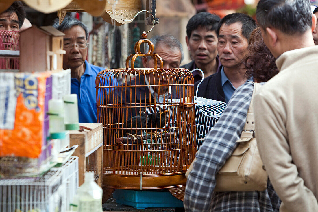 Männer betrachten Singvogel im Käfig, Vogelmarkt, Shanghai, China, Asien