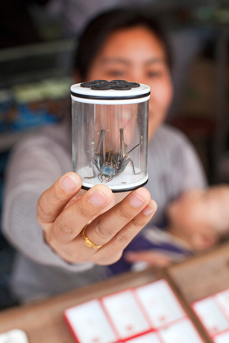 Woman showing fighting cricket in container at bird market, Shanghai, China, Asia