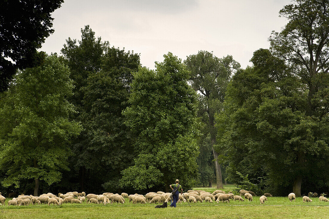 Flock of Sheep, garden, Ilmpark, Weimar, Thuringia, Germany, Europe