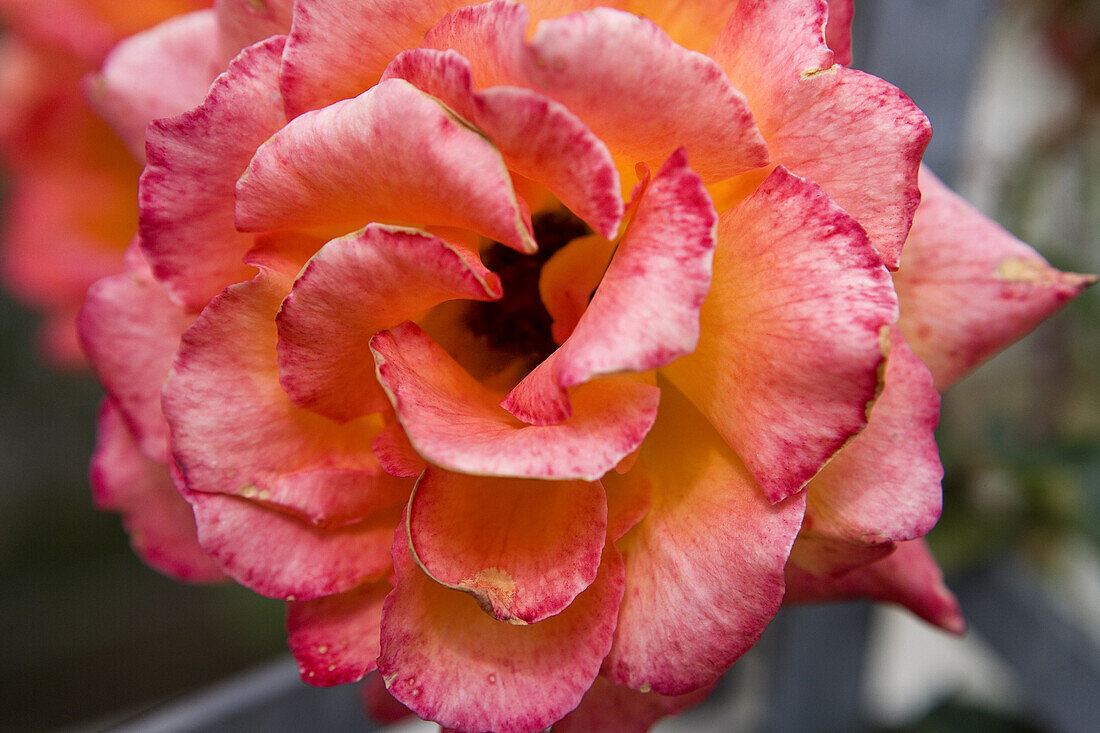 Europa Rosarium in Sangerhausen, the largest collection of roses in the world, Saxony-Anhalt, Germany, Europe