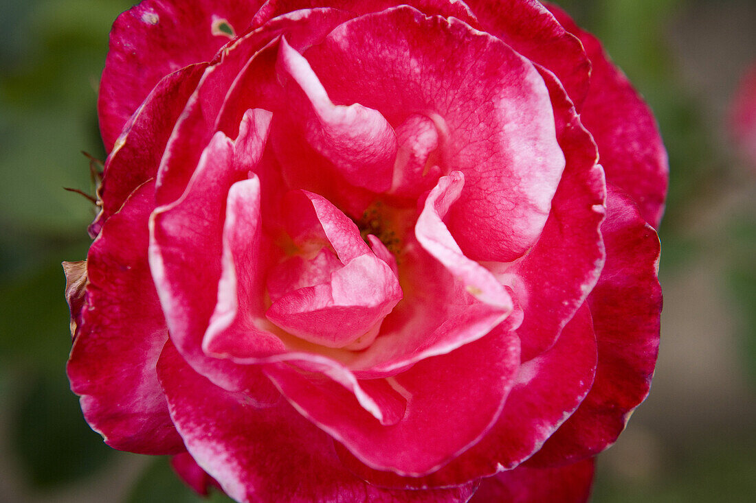 Europa-Rosarium in Sangerhausen, die größte Rosensammlung der Welt, Sachsen-Anhalt, Deutschland, Europa