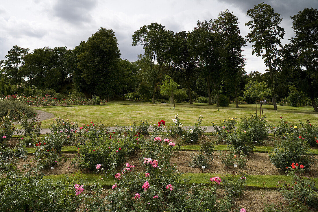 Europa Rosarium in Sangerhausen, the largest collection of roses in the world, Saxony-Anhalt, Germany, Europe