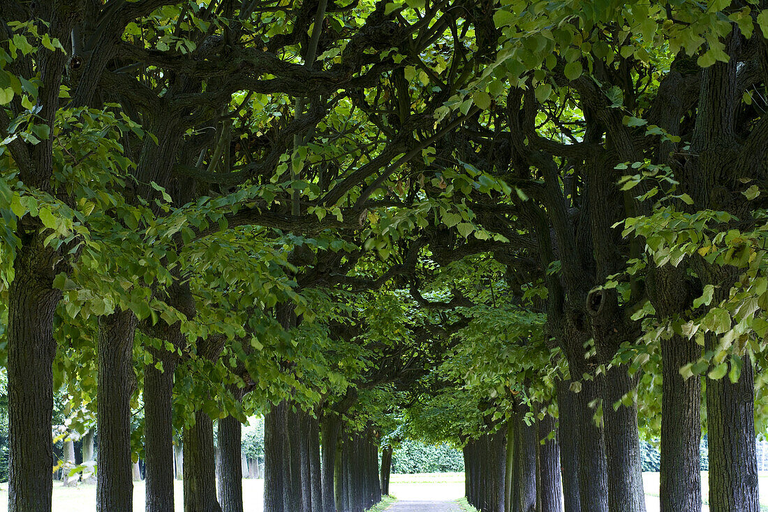 Im Schlosspark von Schloss Augustusburg, Brühl,  Nordrhein-Westfalen, Deutschland, Europa, Dominique Girard (ausgebildet in Versailles) entwarf ab 1728 den Brühler Schlossgarten, seit 1984 UNESCO-Weltkulturerbe, Rokoko