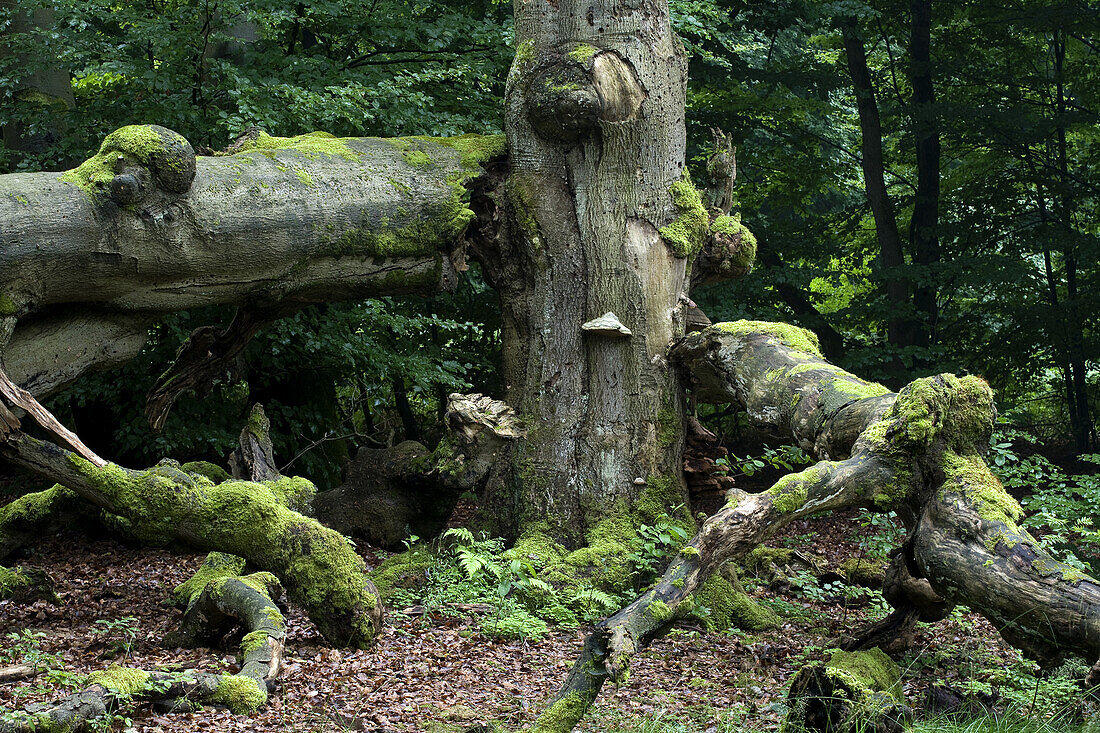Ancient forest with old trees, Reinhardswald, Kassel, Hesse, Germany, Europe