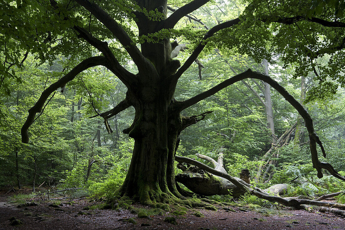 Urwald im Reinhardswald, Kassel, Hessen, Deutschland, Europa