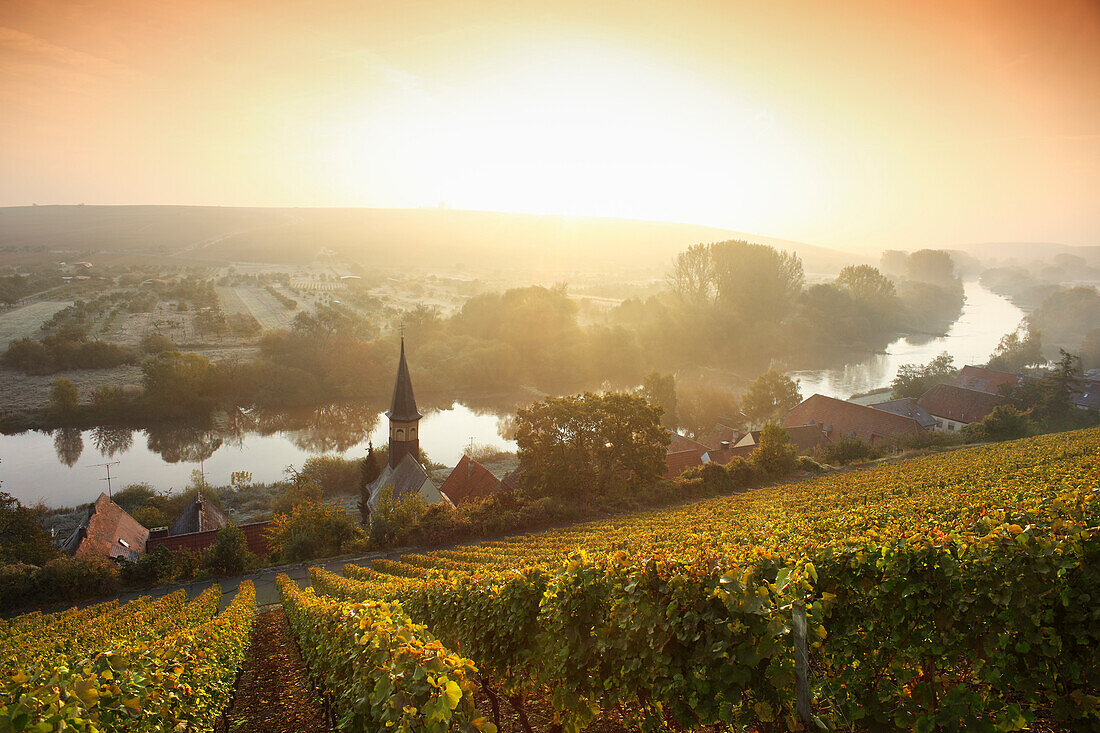 Blick über Weinberg auf Volkach-Köhler, Mainfranken, Franken, Bayern, Deutschland