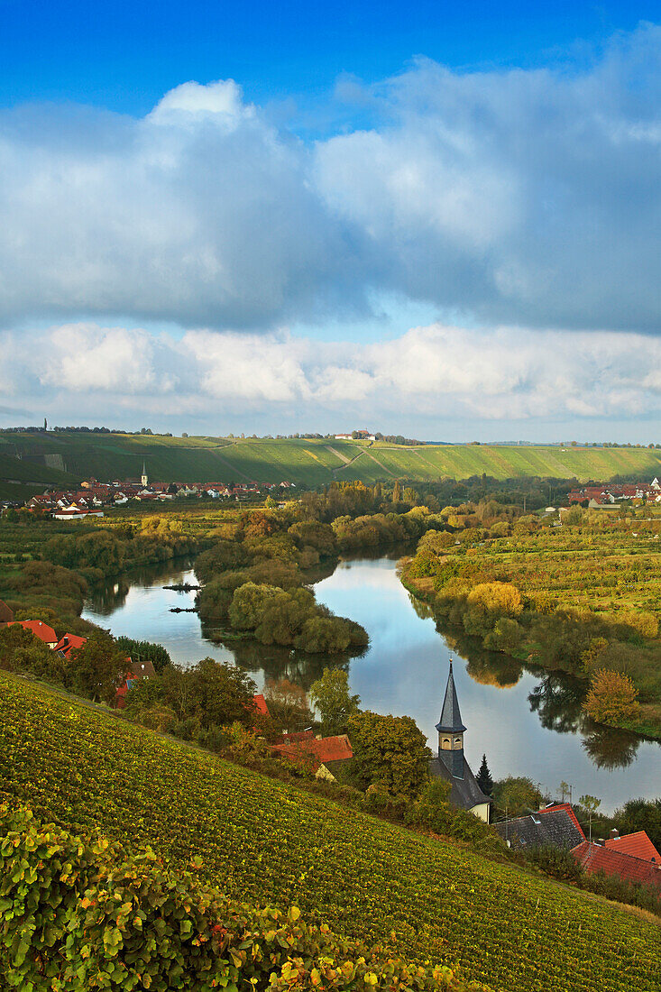 Blick über Weinberge am Main nach Volkach-Escherndorf, Mainfranken, Franken, Bayern, Deutschland