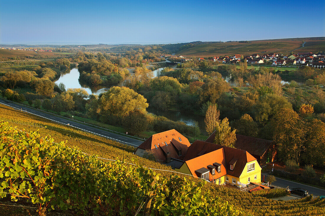 Blick über Weinberge nach Nordheim, Mainfranken, Franken, Bayern, Deutschland