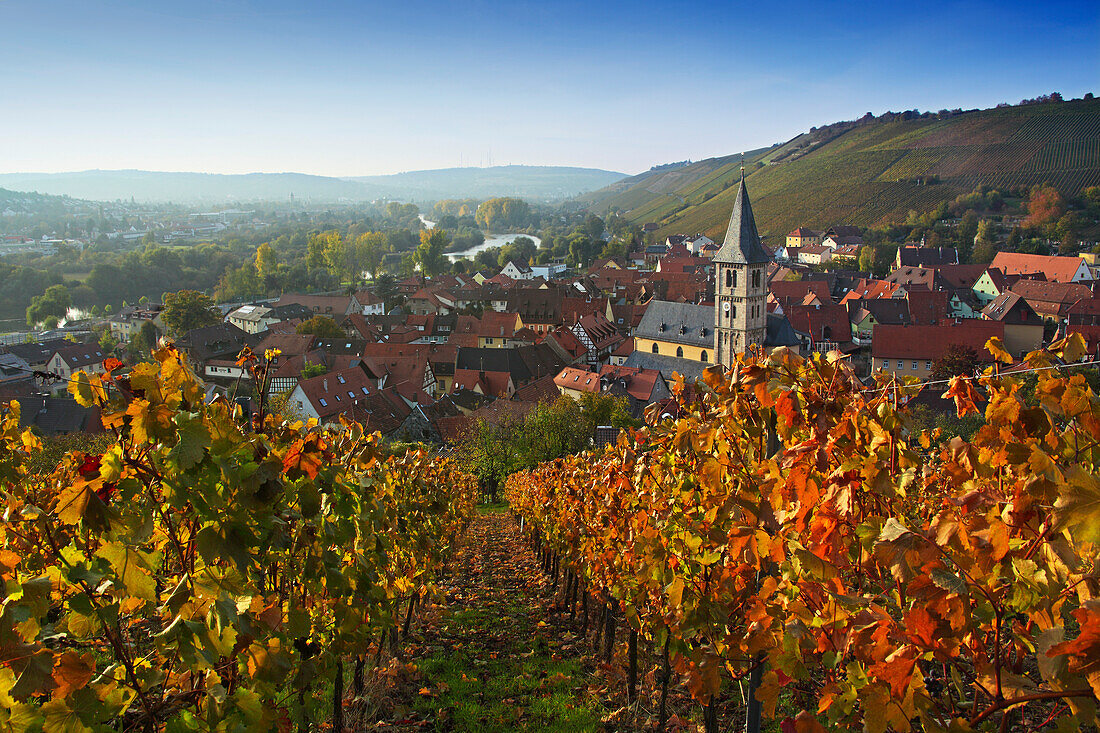 View along a vineyard to Randersacker, Franconia, Bavaria, Germany