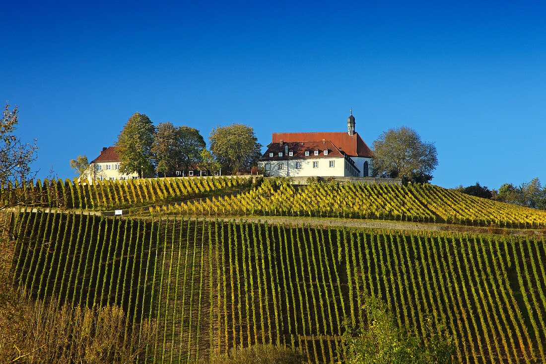 Vineyards and Vogelsburg abbey, Volkach, Franconia, Bavaria, Germany