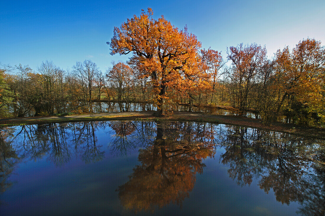 Old oak tree, Vischering castle, Luedinghausen, Muensterland, North Rhine-Westphalia, Germany