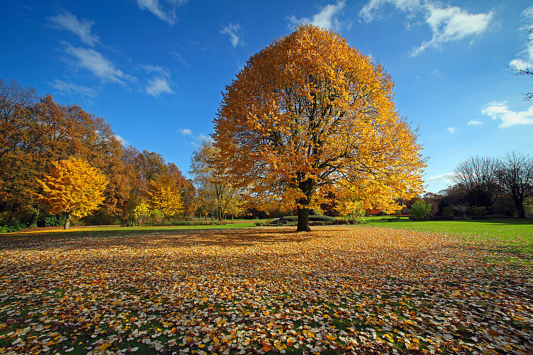 Lime tree in castle park, Huelshoff castle, Havixbeck, Muensterland, North Rhine-Westphalia, Germany