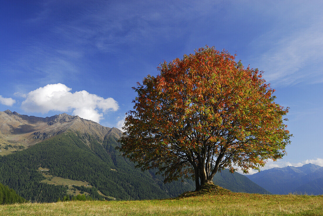 Eberesche im Herbst, Ortlergruppe, Trentino-Südtirol, Italien