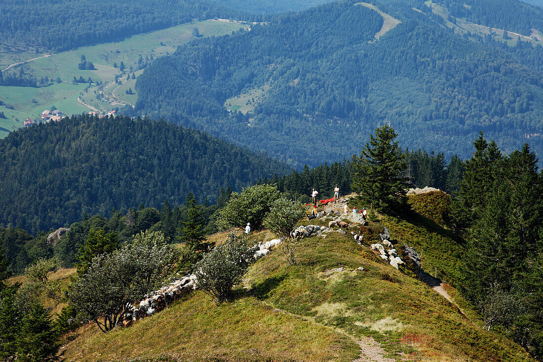 Shepherd and sheep on mount Belchen, Baden-Wurttemberg, Germany