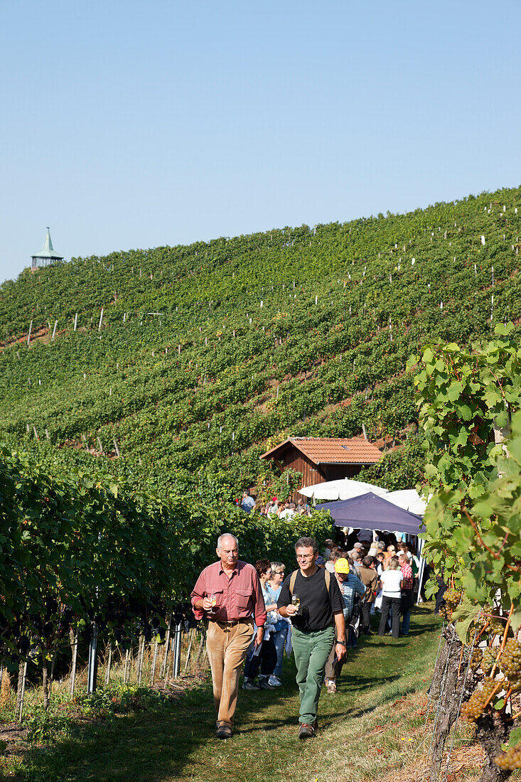 Vineyard hiking, Oberkirch, Baden-Wurttemberg, Germany