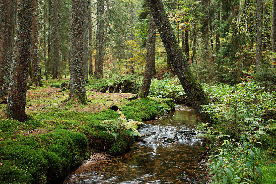 Enchanted Forest, Taubenmoos Nature Reserve, Bernau im Schwarzwald, Baden-Wurttemberg, Germany