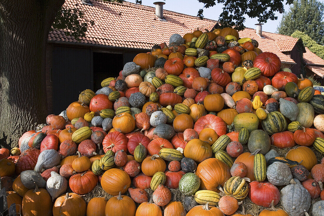 Heap of pumpkins, Hagenburg, Lower Saxony, Germany