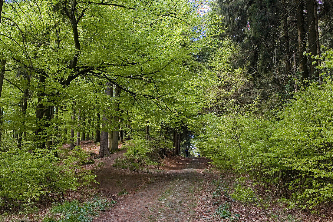 hiking trail in the Deister hills, near Hanover, Lower saxony, northern Germany