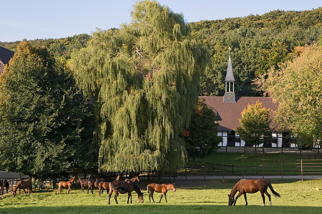 Webelsgrund stud, trakehnerhorses, Hannover region, Lower Saxony, northern Germany