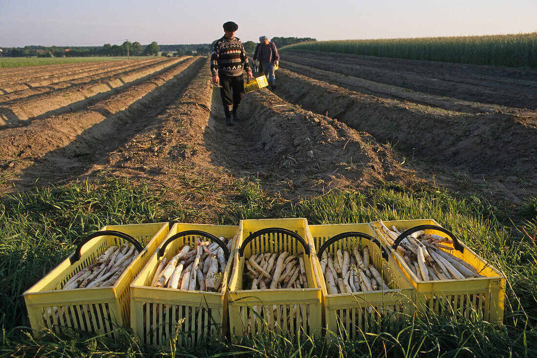 asparagus harvest, rows, vegetable, workers
