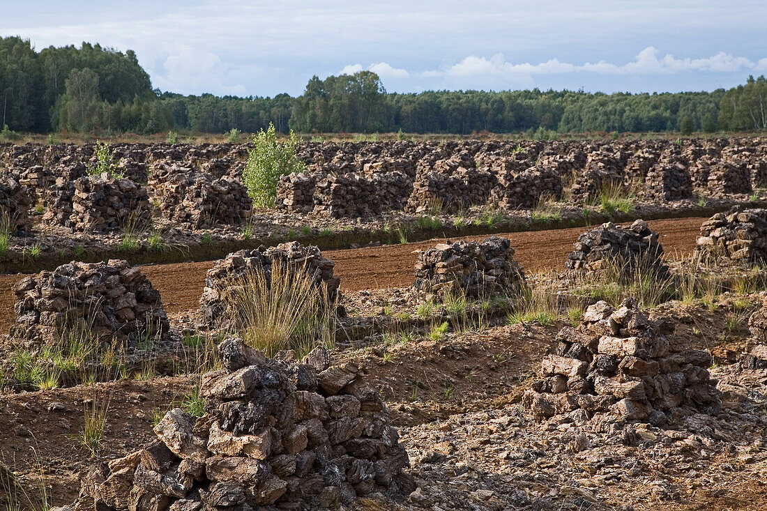 peat stacks, in moor landscape, Toten Moor, northern Germany