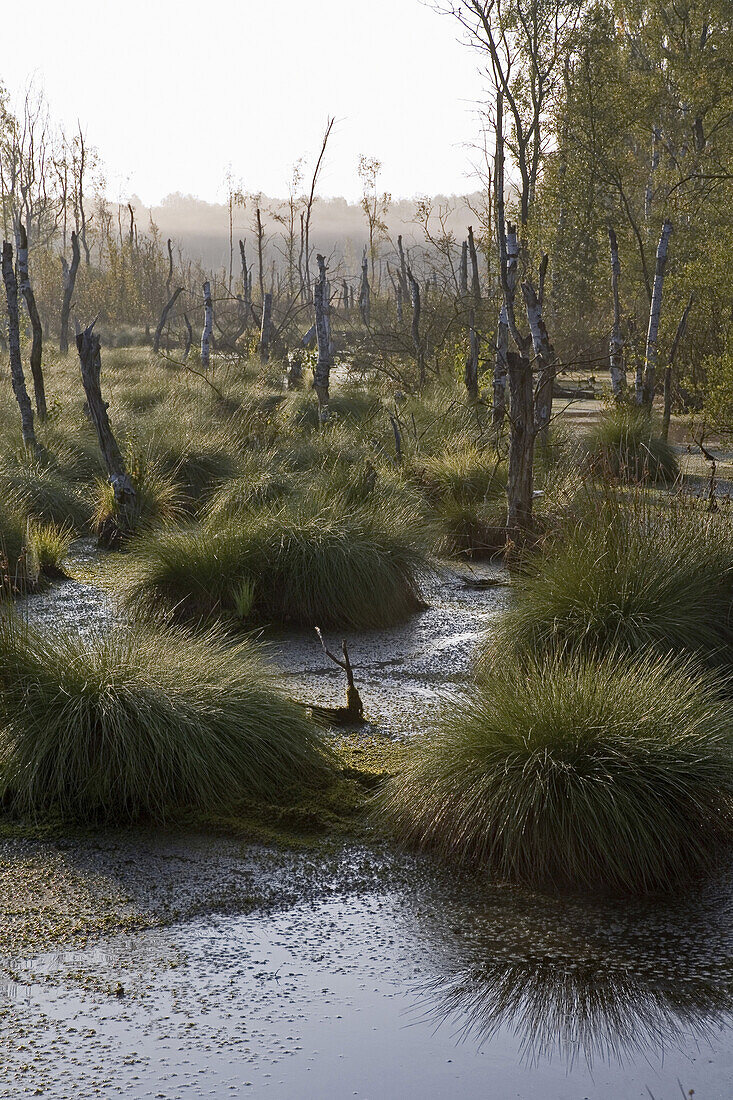 Scenery, Dead Moor, Lower Saxony, Germany