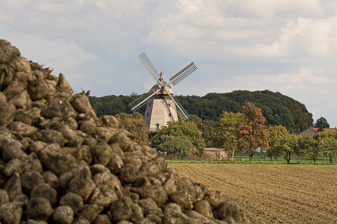 old restored windmill, sugarbeets, Wichtringhausen, northern Germany