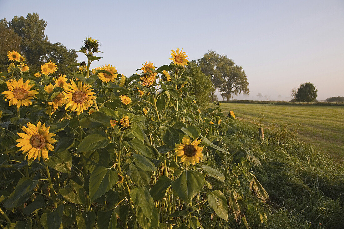 Sonnenblumen an einem Feldrand, bei Hannover, Niedersachsen, Deutschland