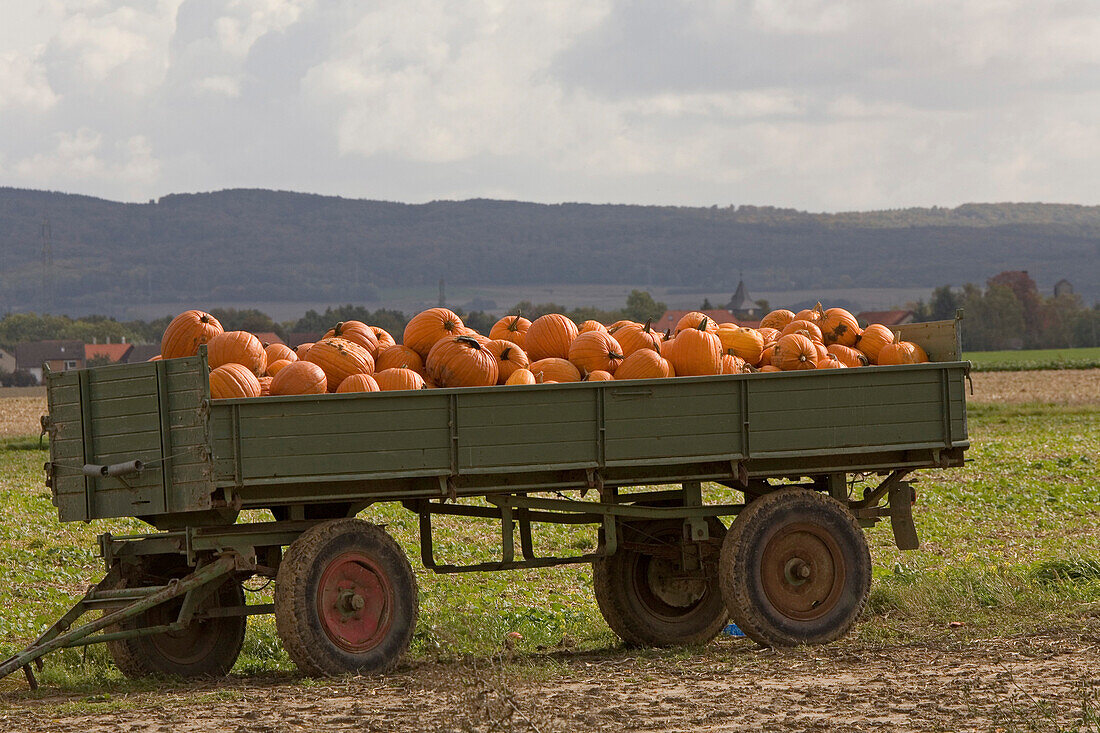 beladenere Anhänger mit orangefarbenen Kürbissen, Verkauf, verschiedene Kürbis-Sorten